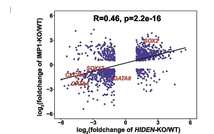 Open access visualization of Scatter Plot, Regression Plot, HIDEN-KO, IMP1-KO, Gene Correlation