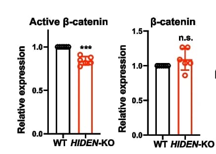 Open access visualization of Bar Plot, Scatter Plot, Statistical Results, HIDEN Knockout, Beta-catenin