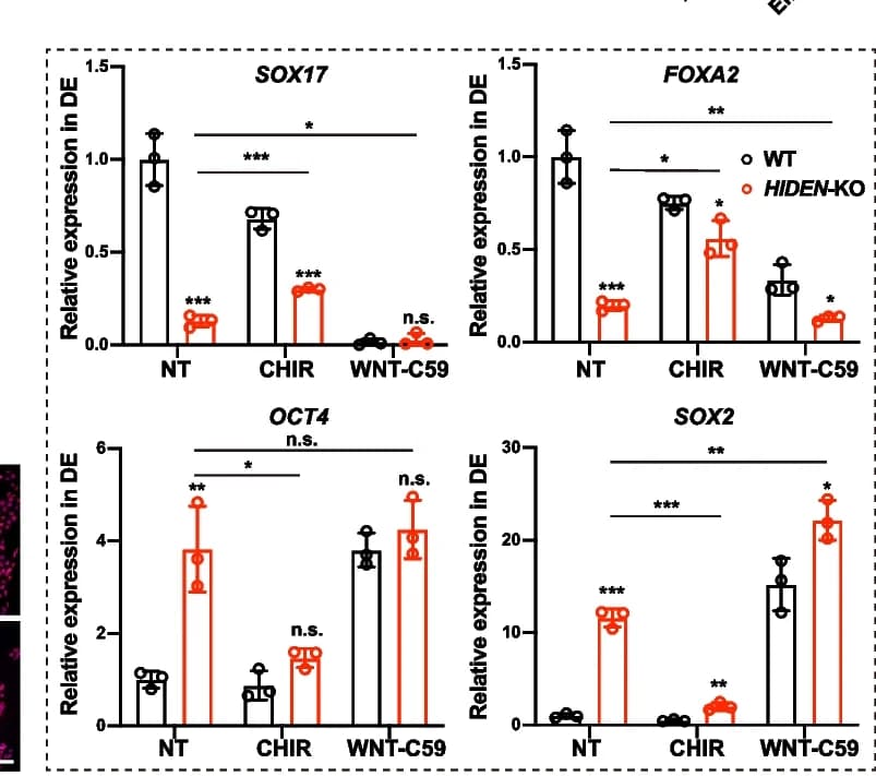 Open access visualization of Bar Plot, Error Bars, Endoderm Genes Expression, RT-qPCR, HIDEN Knockout