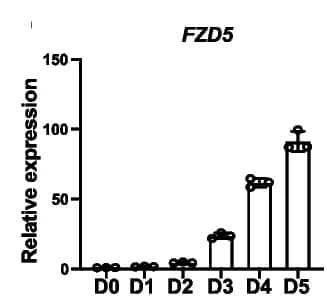 Open access visualization of Bar Plot, Error Bars, FZD5, DE Differentiation, RT-qPCR