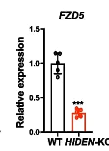 Open access visualization of Bar Plot, Error Bars, FZD5, Wildtype, HIDEN-KO
