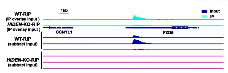 Open access visualization of Line Plot, Density Plot, IMP1 Binding, FZD5 mRNA, IMP1 RIP-seq
