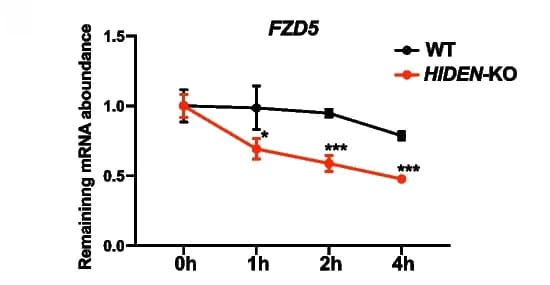 Open access visualization of Line Plot, Error Bars, RNA Stability Assay, FZD5, Wildtype