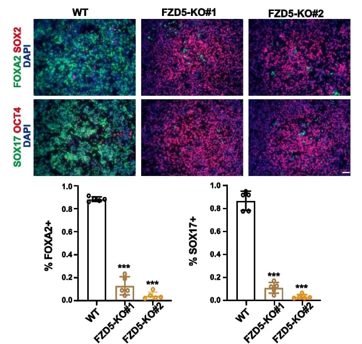Open access visualization of Bar Plot, Microscopy, Immunofluorescence, DE Markers, SOX17
