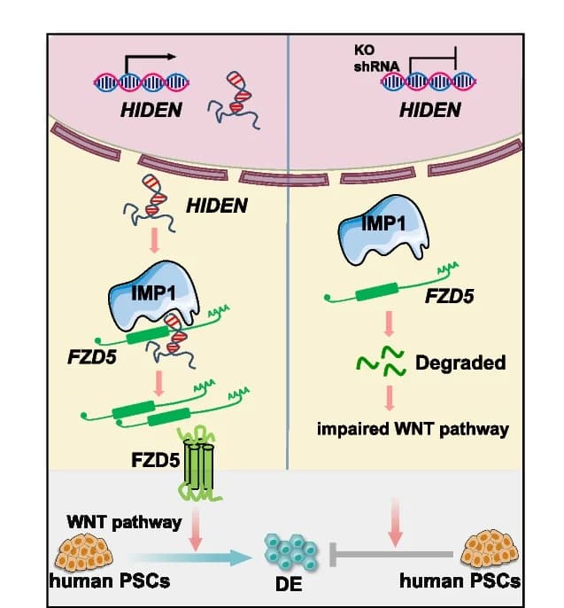 Open access visualization of Workflow, Illustration, Functional Model, HIDEN, Human DE Differentiation