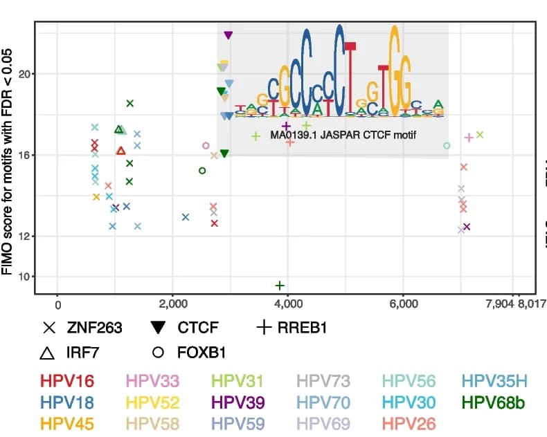 Open access visualization of Scatter Plot, Transcription Factor, HPV Genome, Motif Enrichment, Genomic Position