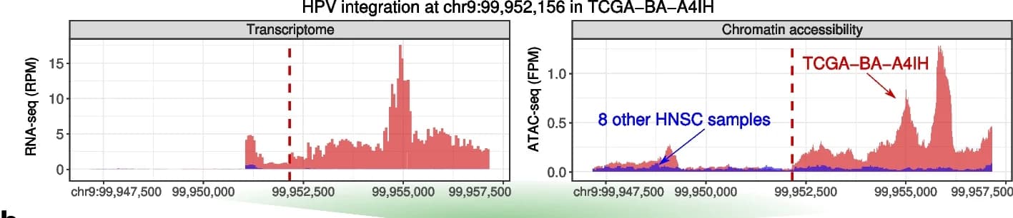 Open access visualization of Line Plot, HPV Integration Site, RNA Expression, Chromatin Accessibility, HNSC Samples