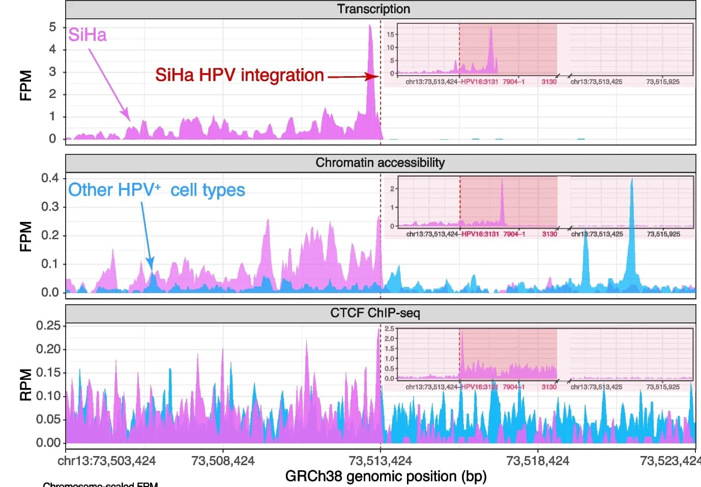 Open access visualization of Line Plot, Density Plot, Genomic Assay, HPV Integration Site, RNA Expression