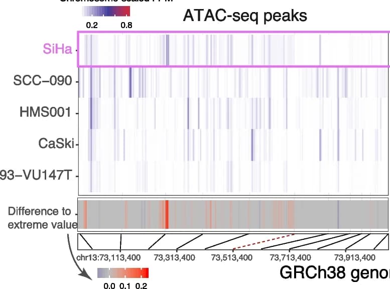 Open access visualization of Heatmap, ATAC-seq Peaks, Genomic Window, Cell Lines, ATAC-seq FPM