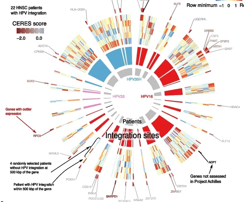 Open access visualization of Heatmap, Clustered, TCGA HNSC patients, HPV integration sites, Gene expression