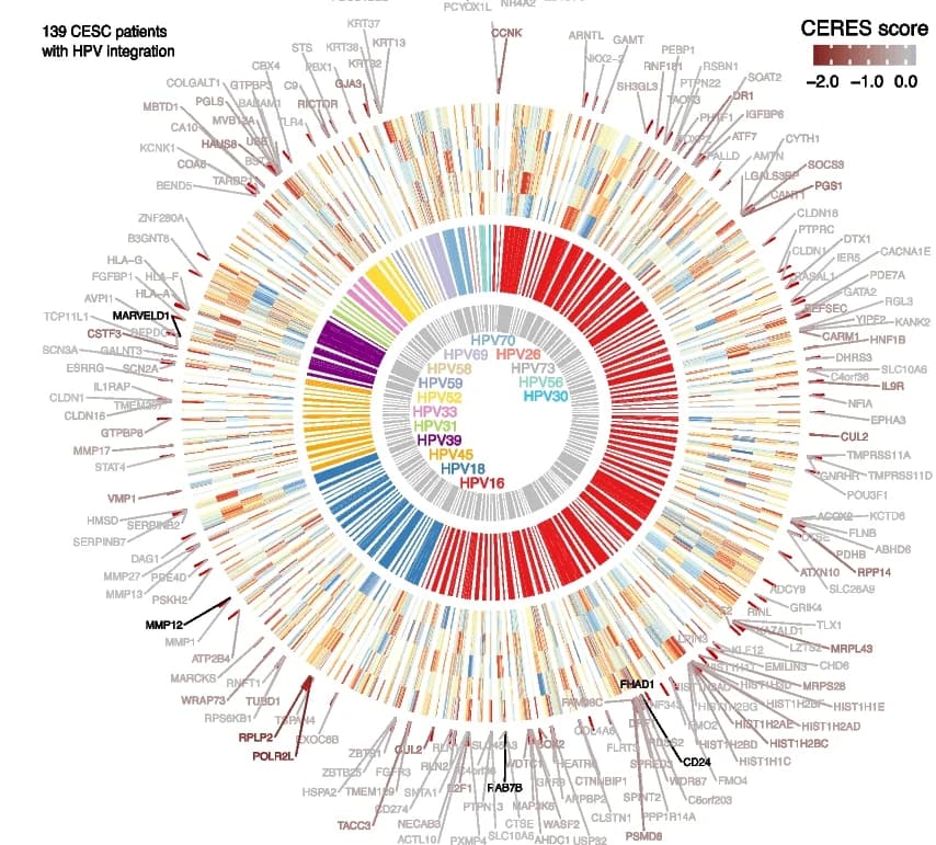 Open access visualization of Heatmap, Clustered, Chord, TCGA CESC patients, HPV integration sites