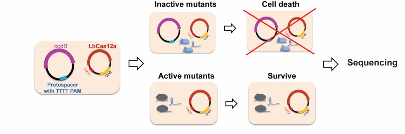 Open access visualization of Workflow, Flowchart, Illustration, LbCas12a, Mutants