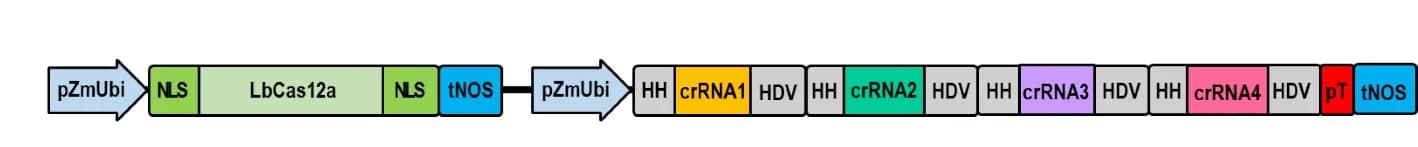 Open access visualization of Workflow, Illustration, crRNA, Promoter, Genome Editing