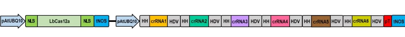 Open access visualization of Illustration, crRNAs, Multiplexing, Promoter, Genome Editing