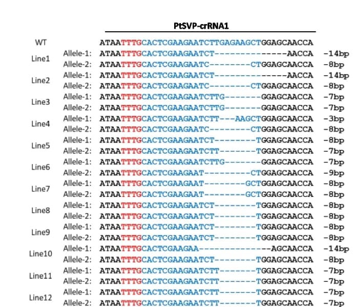 Open access visualization of Table Image, Genotypes, Plants, LbCas12a-RRV
