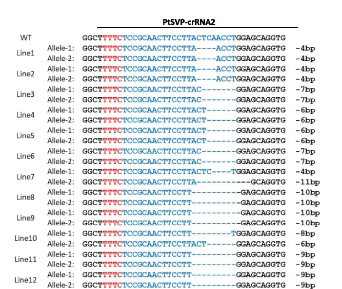 Open access visualization of Table Image, Genotypes, Plants, LbCas12a-RRV, ANOVA