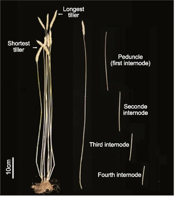 Open access visualization of Photo, Plant architecture, Wheat, Tillers, Main shoot