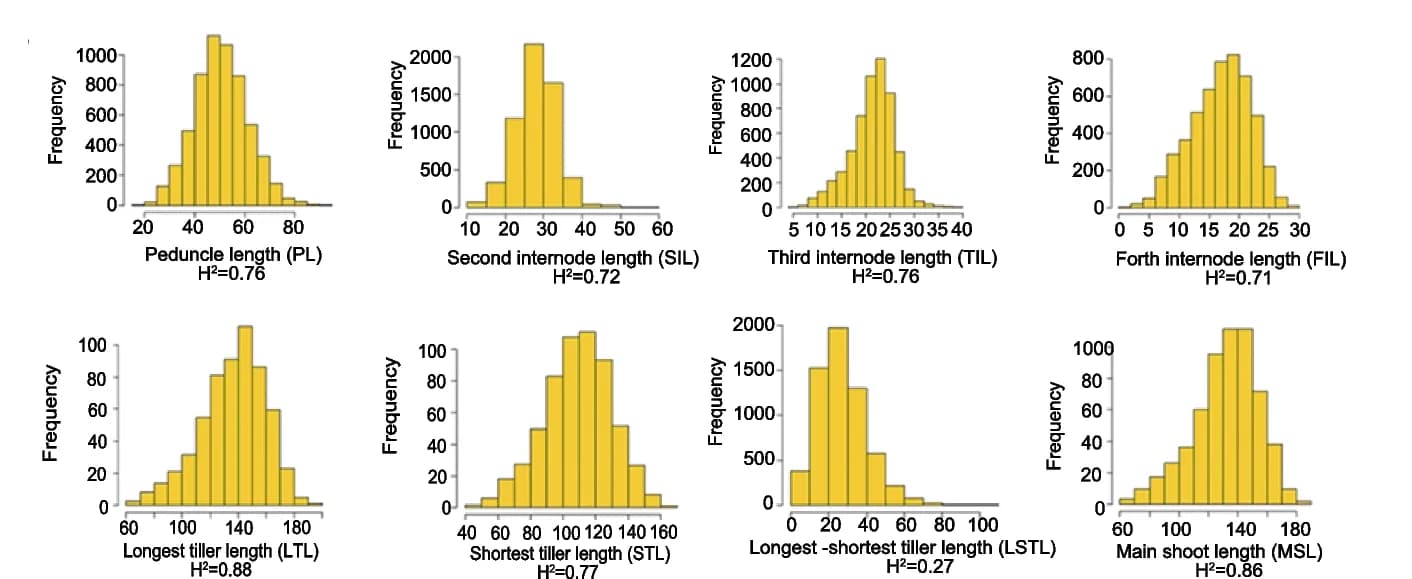 Open access visualization of Histogram, Phenotypic values, Heritability, Plant architecture, Wheat