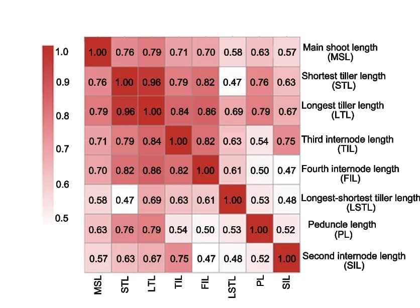 Open access visualization of Heatmap, Pearson’s correlation, Phenotypic values, Wheat accessions