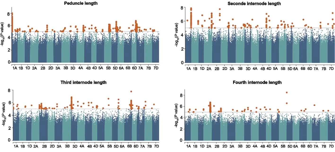 Open access visualization of Manhattan Plot, SNP marker-trait associations, Peduncle, Internodes, Manhattan plots