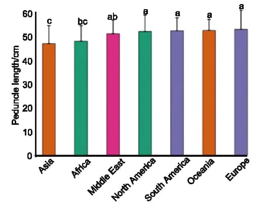 Open access visualization of Bar Plot, Error Bars, Peduncle Length, Wheat Accessions, Continents