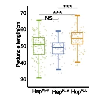 Open access visualization of Box Plot, Raincloud Plot, Phenotypic Distribution, Peduncle Length, Haplotypes