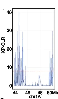 Open access visualization of Line Plot, XP-CLR Score, Chinese Landraces, Cultivars, Locus
