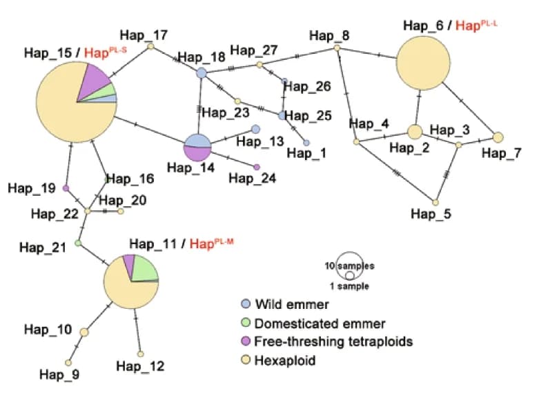 Open access visualization of Network, Pie Chart, Haplotype Networks, Wheat Accessions, Aegilops tauschii