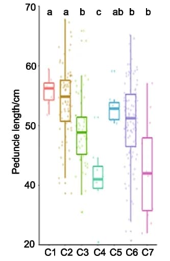 Open access visualization of Box Plot, Scatter Plot, Peduncle Length, Haplotype Combinations, ANOVA