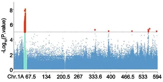 Open access visualization of Manhattan Plot, Chromosome 1A, SNPs, Marker-trait associations, Significance threshold