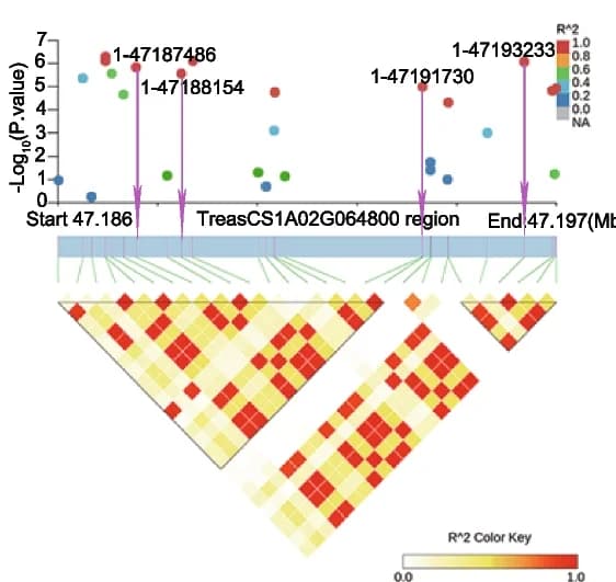 Open access visualization of Scatter Plot, Heatmap, Locuszoom Plot, LD analysis, Manhattan plot