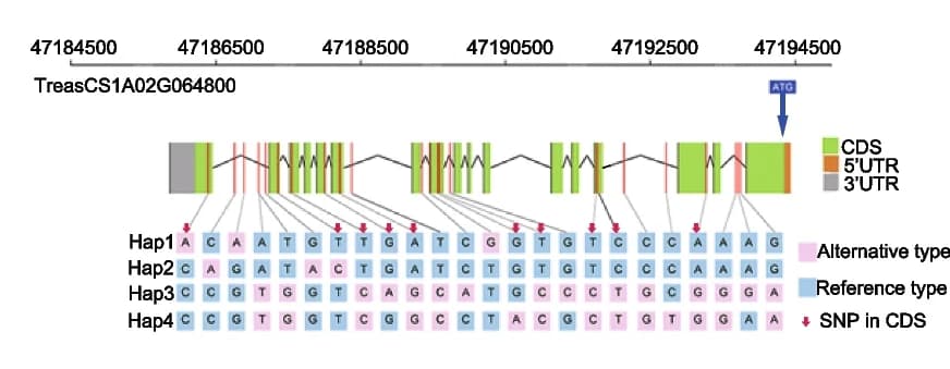Open access visualization of Illustration, Gene structure, Haplotypes, TraesCS1A02G064800, Exons