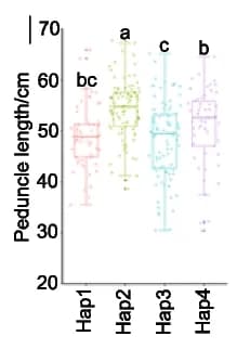 Open access visualization of Box Plot, Raincloud Plot, Peduncle length, Main shoot length, Haplotypes