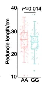 Open access visualization of Box Plot, Raincloud Plot, Zhongmai175 alleles, Yanzhan4110 alleles, Peduncle length