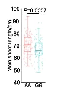 Open access visualization of Box Plot, Raincloud Plot, Zhongmai175 alleles, Yanzhan4110 alleles, Peduncle length