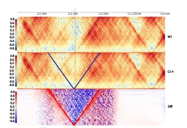 Open access visualization of Heatmap, Epiphany, CTCF, Human Cell Line, Mouse Limb Bud