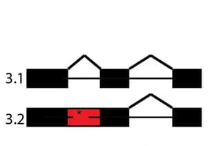 Open access visualization of Illustration, Splice Altering Variants, PKD1, Introme, Polycystic Kidney Disease