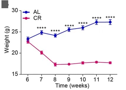Open access visualization of Line Plot, Error Bars, Body Weight, Male Mice, Caloric Restriction