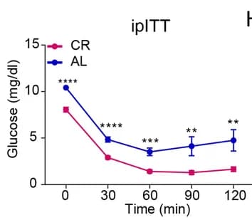 Open access visualization of Line Plot, Error Bars, IPITT Tests, Male Mice, Caloric Restriction
