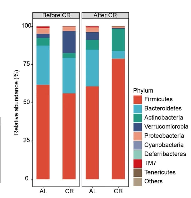 Open access visualization of Stacked Bar Plot, Phylum Level, Proportional Abundance, Feces, Mice