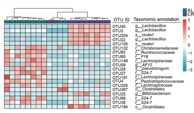 Open access visualization of Heatmap, Clustered, OTUs, Gut Microbiota