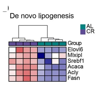 Open access visualization of Heatmap, Clustered, Key Genes, De Novo Lipogenesis