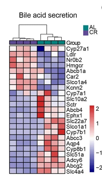 Open access visualization of Heatmap, Clustered, Key Genes, Bile Acid Secretion