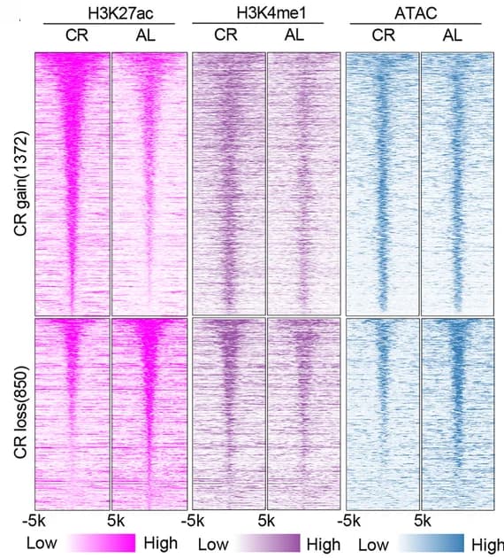 Open access visualization of Heatmap, H3K27ac, H3K4me1, ATAC, Chromatin Accessibility