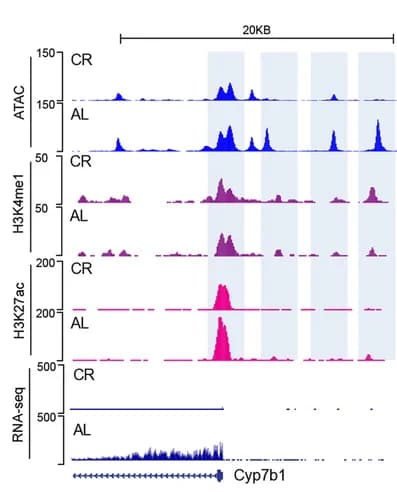 Open access visualization of Line Plot, Density Plot, Open Chromatin, H3K27ac, H3K4me1