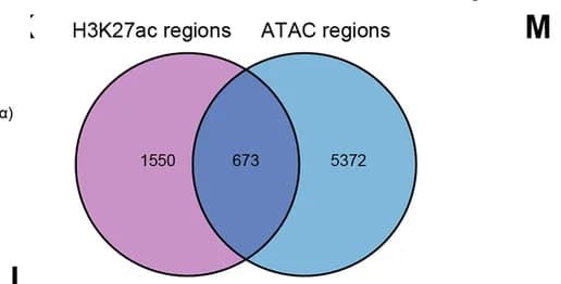 Open access visualization of Venn Diagram, H3K27ac, Open Chromatin, Differentially Enriched Regions