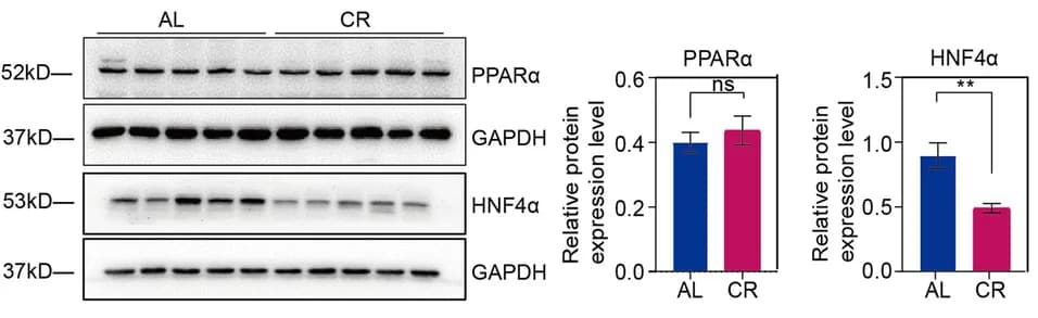 Open access visualization of Bar Plot, Error Bars, Gel, Western Blot, PPARalpha