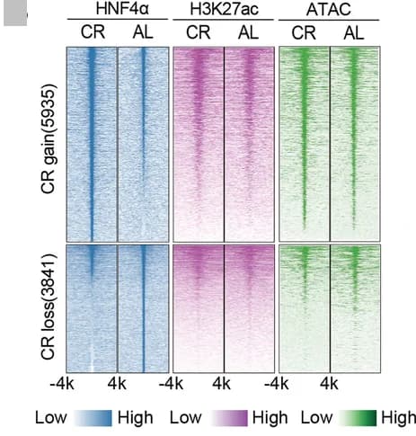 Open access visualization of Heatmap, HNF4alpha, H3K27ac, ATAC, Caloric Restriction