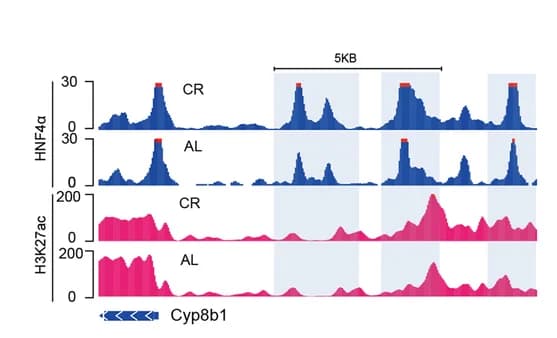 Open access visualization of Line Plot, ChIP-seq, HNF4alpha, H3K27ac, Cyp8b1 Locus
