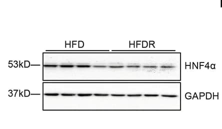 Open access visualization of Gel, Western Blot, HNF4a, Liver, HFD